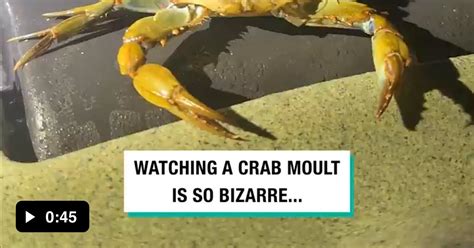 A Crab Getting Ready To Be Eaten 9GAG