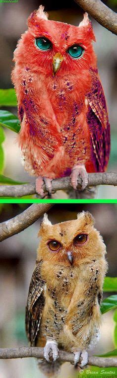 38 Best Red Owl Images Red Owl Owl Owl Food