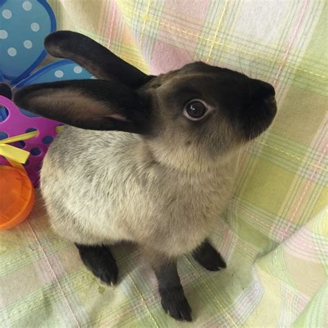 Adoptable bunnies at Rabbit Rescue Shelter