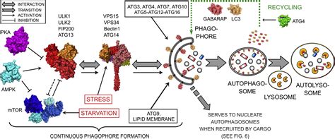 Interactions Between Autophagy Receptors And Ubiquitin Like Proteins