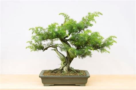 Come Curare Un Bonsai Carmona Mondo Bonsai