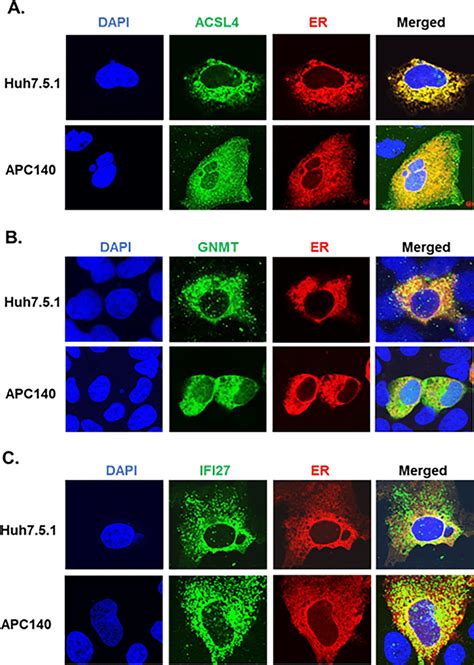 Confocal Microscopy Subcellular Localization Was Determined By