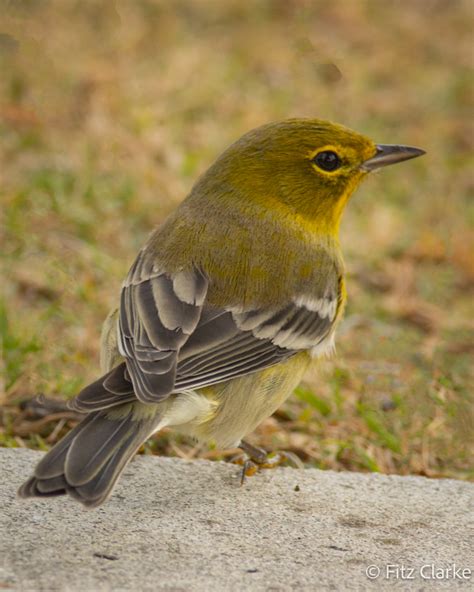 Pine Warbler Dendroica Pinus 3 Pine Warbler Dendroica P Flickr