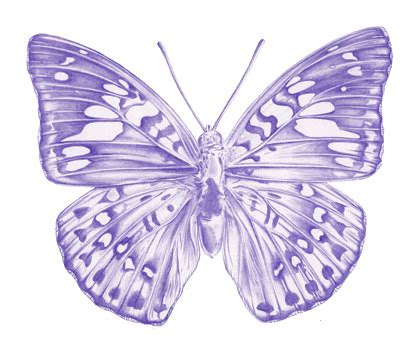 Line Drawings Of Butterfly Clip Art Library