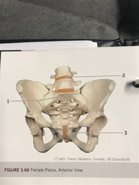 Female Pelvis Anterior View Diagram Quizlet