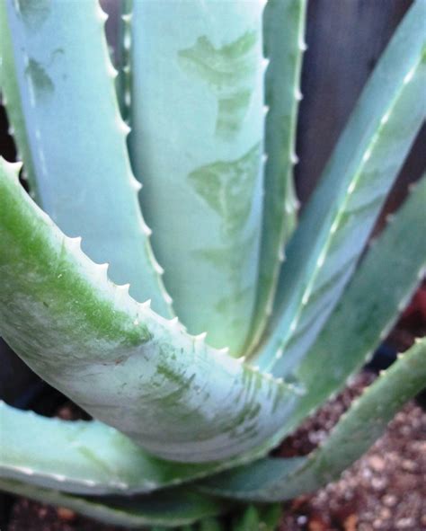 Aloe Barbadensis