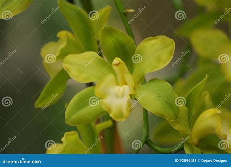 Yellow and Green Orchids Blooming in a Garden Stock Image - Image of botanical, pretty: 92596481