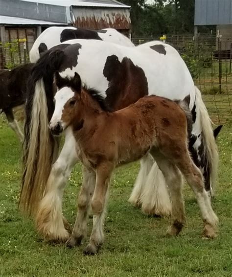 Gypsy Vanner Horses For Sale In Ga Mini Gypsy Vanners Lewis Mill Ranch