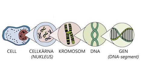 Dna Celler Gener Genom Och Crispr Cas Vetenskap Allm Nhet