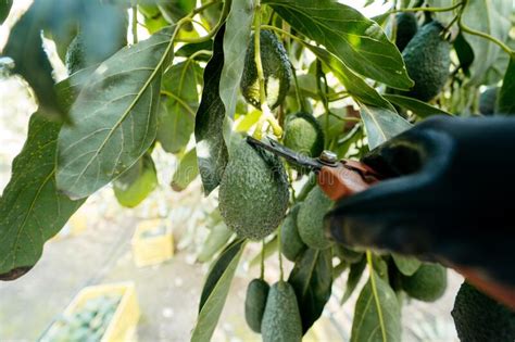 Harvesting Hass Avocados Farmer Cutting The Avocado Stick From The