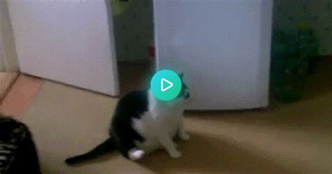 Fat Cat Tries To Scratch Album On Imgur