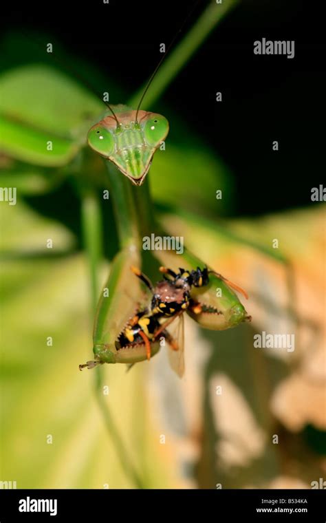 Praying mantis feeding hi-res stock photography and images - Alamy