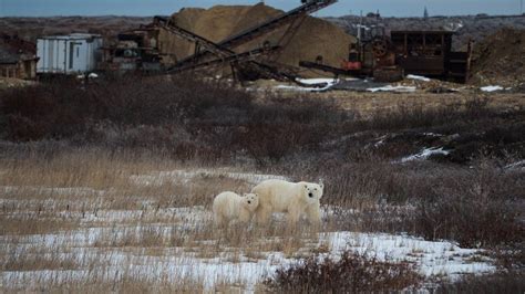 Canadas Polar Bear Capital Churchill Warms Too Fast For Bears