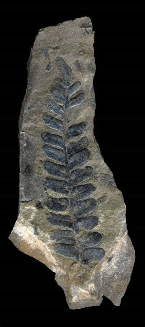 What is a Fossil? Facts about fossil formation, types of fossils, and where to find fossils ...