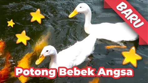 Lagu Potong Bebek Angsa Angsa Dikuali Lagu Potong Bebek Angsa Angsa