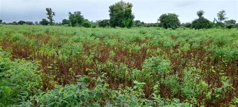 Photo Farmers In Wardha Suffer Losses Due To Return Rains Farmers In Crisis This Diwali Photo