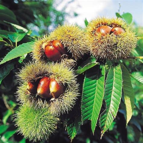 Chinese Chestnut Tree Roasting Chestnuts Plantingtree