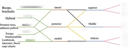 brachial plexus nerves Diagram | Quizlet