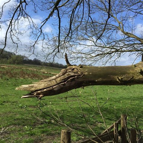 Premium Photo Bare Tree On Grassy Field Against Sky