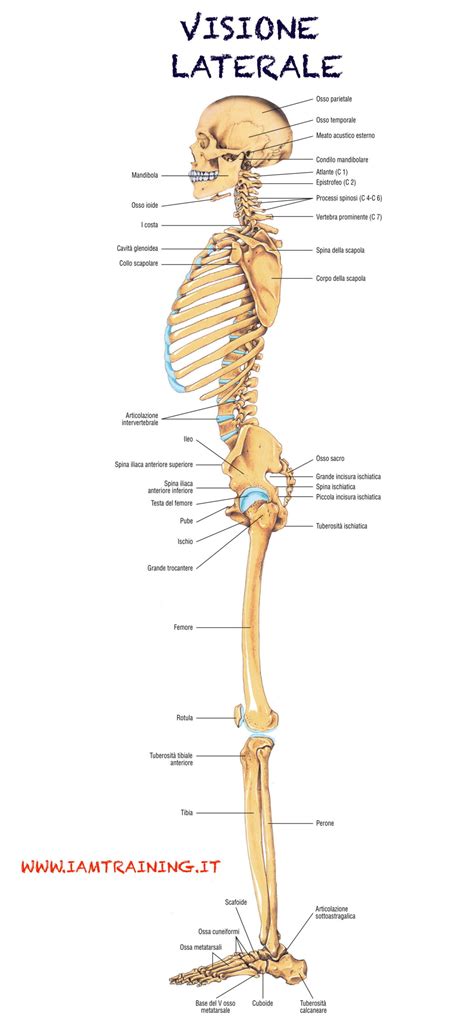 Sistema Scheletrico Poster Grafico Anatomico Scheletro Del Off