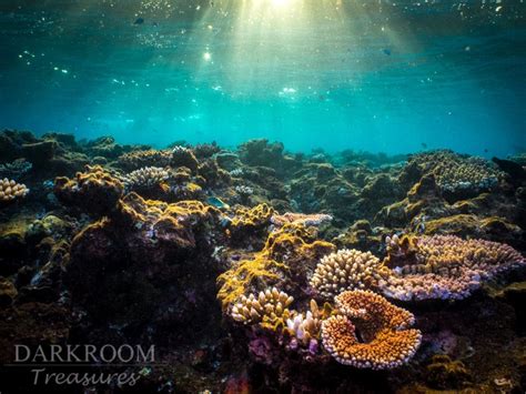 Coral Reef Sunrise Great Barrier Reef Underwater Photography Print - Etsy