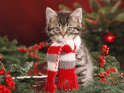 Merry Christmas Cat Christmas Cats Christmas Kitten Kittens Cutest