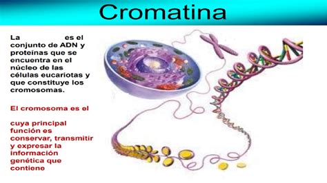 Juegos De Ciencias Juego De Adn Y Cromatina Cerebriti