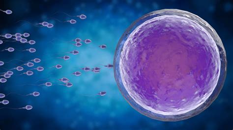 Do Gametes Egg Sperm Create A Sex Binary Science Says No