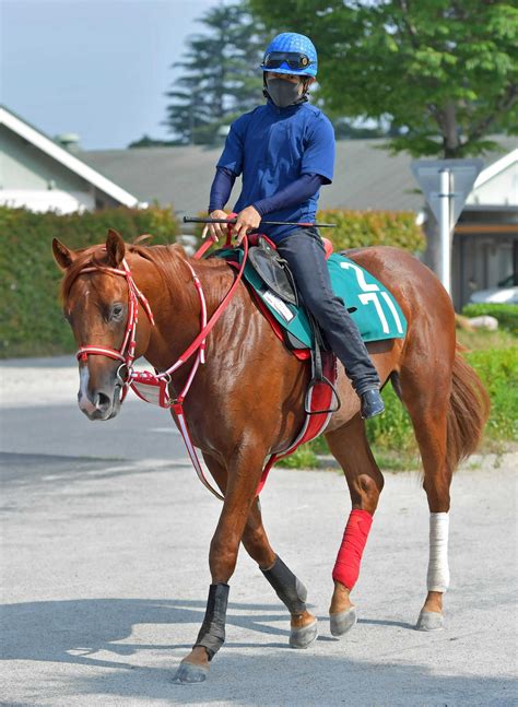 【pog】ホウオウアマゾン 矢作厩舎期待の良血馬は優等生 競馬ニュース