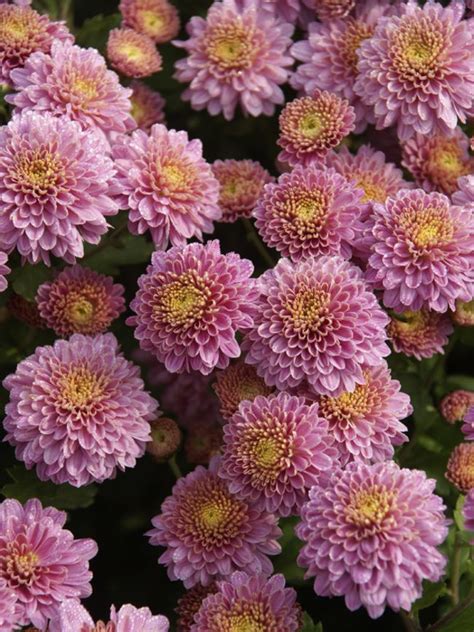 Mum Trinket Mum Cushion Style Chrysanthemum Flowers Perennials