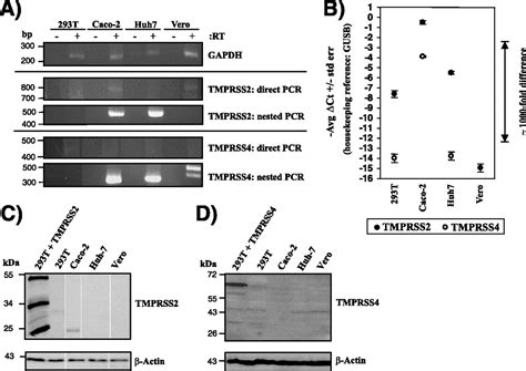 Tmprss2 And Tmprss4 Facilitate Trypsin Independent Spread Of Influenza Virus In Caco 2 Cells