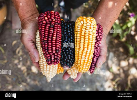 Mazorca de maíz secos de diferentes colores en manos mexicanas en