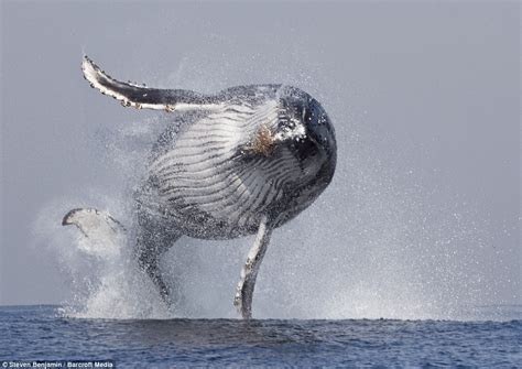 Ballena de 40 toneladas salta alegremente desde el océano The Daily