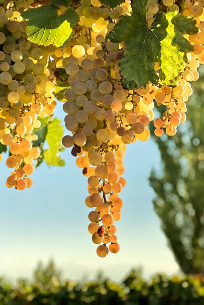 Viognier Grape Stock Photos Pictures And Royalty Free Images Istock