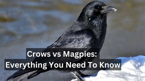 Crows vs Magpies: Everything You Need To Know - Birds Advice