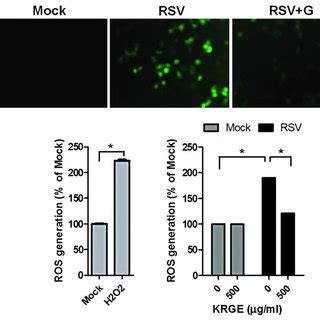 Microscopic Observation Of Korean Red Ginseng Extract KRGE Effects On