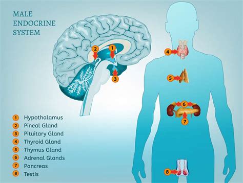 Anatomy Of Endocrine System