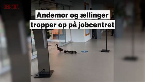 Se Den S De Video Pludselig Troppede Andemor Og Llinger Op P