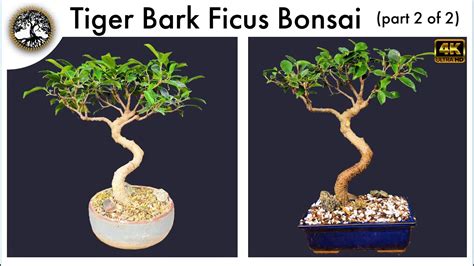 Tiger Bark Ficus Bonsai Part Of Youtube