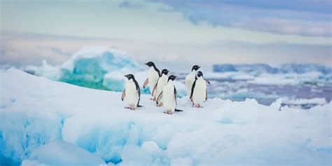 Viking Expedition Cruises - Cultural & Scientific Partners