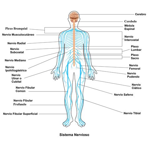 Qué es el sistema nervioso y cuál es su función
