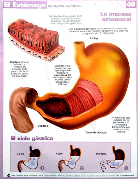 Las Principales Funciones Del Estomago 2