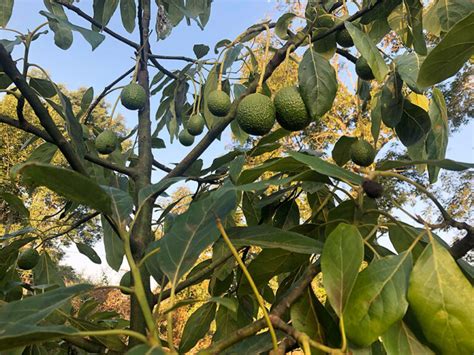 Avocado Varieties A Guide To Different Types Of Avocados Clubavo