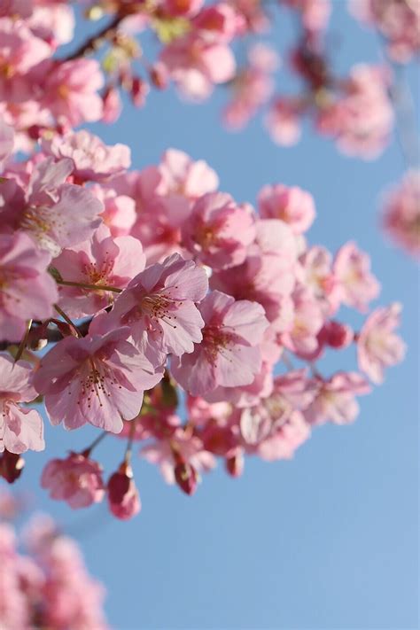 河津桜｜ひら