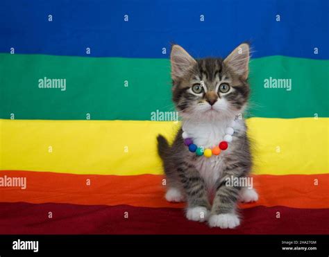 Small Grey And White Kitten Wearing A Rainbow Bead Collar Sitting On A Gay Pride Flag With Flag