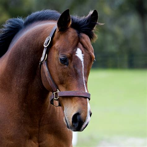 Conceptos Básicos Sobre La Cría De Caballos — The Pennsylvania Horse