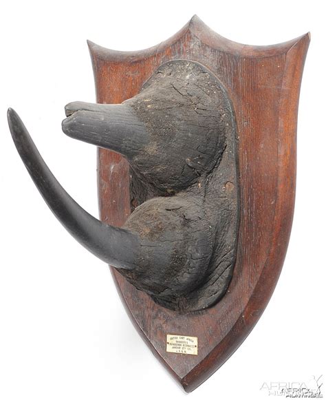 Black Rhinoceros Horns | AfricaHunting.com