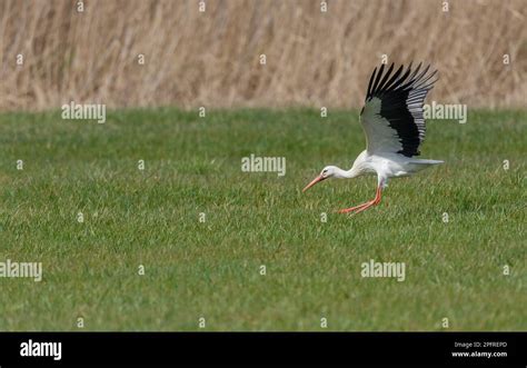 White Stork Ciconia Ciconia Taking Flight In A Meadow Alsace France