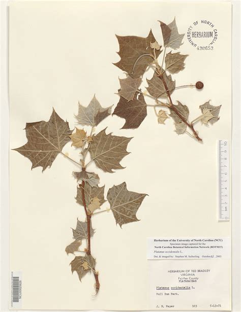 Plant Information Center - Platanus occidentalis