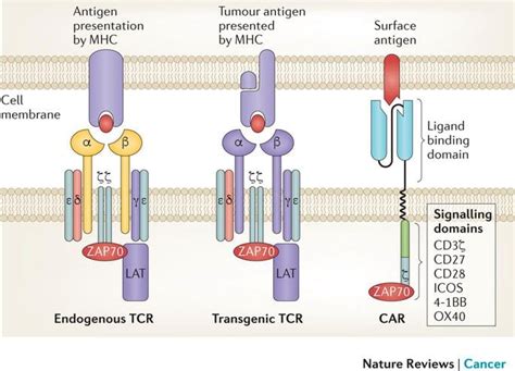 Car T Cell Structure